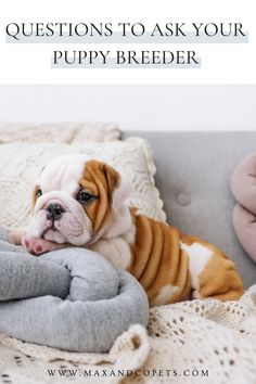 a bulldog laying on top of a bed with the caption when do english bulldogs stop growing?