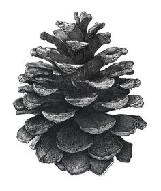 a black and white drawing of a pine cone