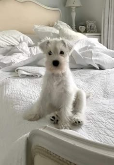 a small white dog sitting on top of a bed