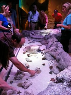 several people looking at rocks and shells in a museum display with one person pointing to them