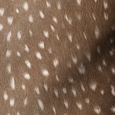 the back side of a deer's fur with white spots on brown and white