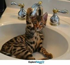 a black and white photo of a cat laying in a bathroom sink with its paws on the faucet