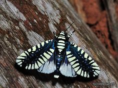 a black and white butterfly sitting on top of a tree