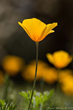 a single yellow flower in the middle of some green grass