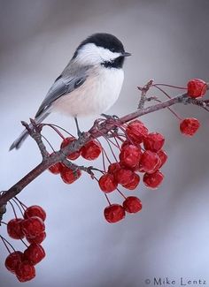 a black and white bird sitting on top of a tree branch with berries around it