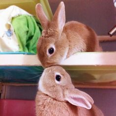 two rabbits sitting next to each other in front of a mirror