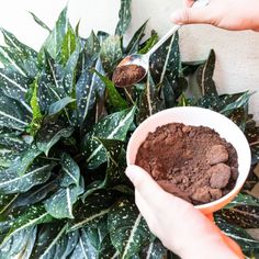 someone is holding a bowl with cocoa powder in front of a potted green plant