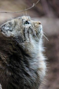 a cat is looking up at something in the air