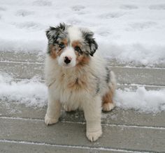 a dog sitting in the snow with it's front paws on the ground and looking at the camera