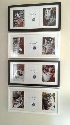 three framed pictures hanging on the wall with cats