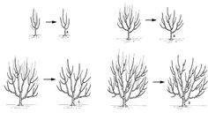 several different types of tree branches with arrows pointing to the top and bottom, from left to right