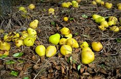 many pears and pine cones on the ground