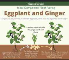 an eggplant and ginger plant is shown in this diagram, with the stages to grow