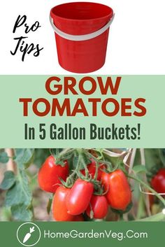 tomatoes growing in a garden with text overlay that reads grow tomatoes in 5 gallon buckets