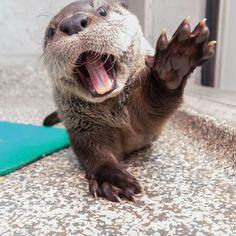 an animal that is yawning on the ground