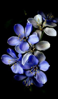 blue and white flowers with yellow stamens on a black background, close up