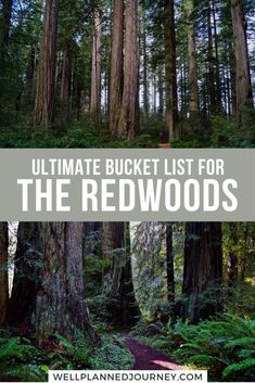 the ultimate bucket list for the redwoods