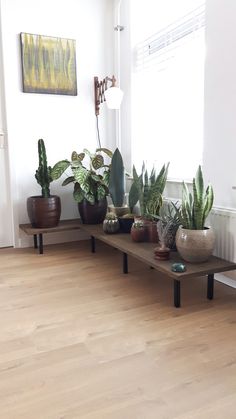 several potted plants are lined up on a shelf in the corner of a room