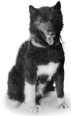 a black and white dog sitting down with its tongue out