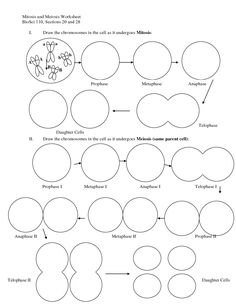 an animal cell diagram with the names and numbers in each section, as well as other diagrams