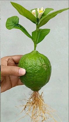 a person holding up a green fruit with roots and flowers growing out of the top