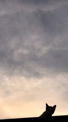 a cat sitting on top of a roof under a cloudy sky