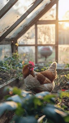 a brown and white chicken in a greenhouse