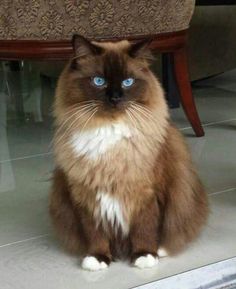 a brown and white cat with blue eyes sitting on the floor next to a chair