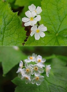 two pictures of white flowers and green leaves