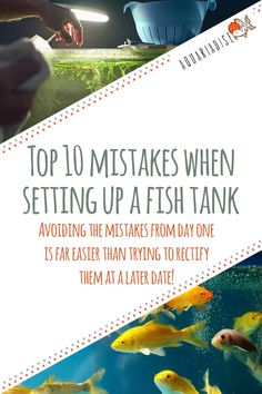 the top ten things to do when setting up a fish tank is not as easy as it looks