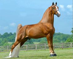 a brown horse standing on top of a lush green field