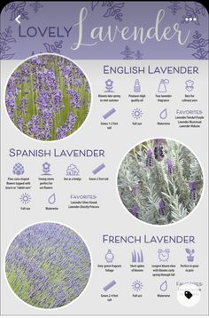 lavender is the most beautiful flower in the world