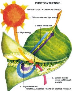 an image of the inside of a plant's flower and its parts labeled in english