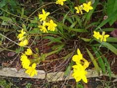 some yellow flowers are growing in the grass