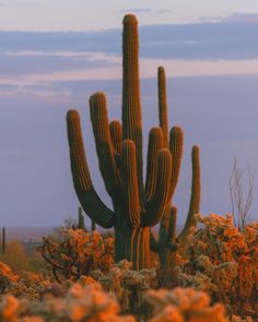 a large cactus in the middle of a desert