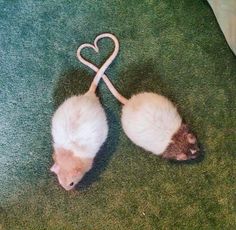 two white and brown mice on the ground with a heart shaped string attached to them