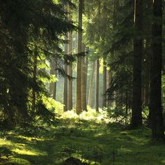 the sun is shining through the trees in the forest with green grass and tall pine trees