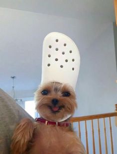 a small dog wearing a chef's hat on top of it's head