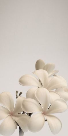 white flowers are in a vase on a gray table top, against a light grey background