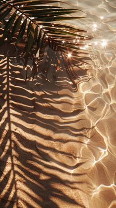 the shadow of a palm tree leaves on sand