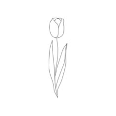 a line drawing of a single tulip