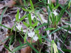 small white flowers with green stems in the grass