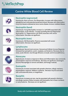 the white blood cell is shown in this brochure, with information about it