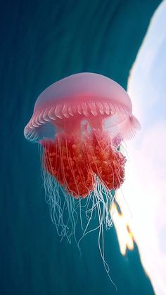 a red jellyfish floating in the water