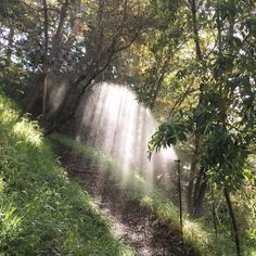 the sun shines through the trees on a trail that is surrounded by tall grass