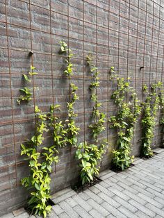 several green plants growing on the side of a brick wall