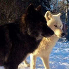 two black and white dogs standing in the snow next to each other on a sunny day