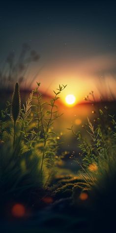 the sun is setting over some grass and plants in front of a body of water