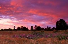 a field with purple flowers and trees in the background