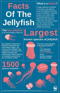 jellyfish info sheet with information about different types of jellyfish